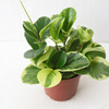 [Direct supply of the base] Green plant bonsai (A110) flower leaf jasper