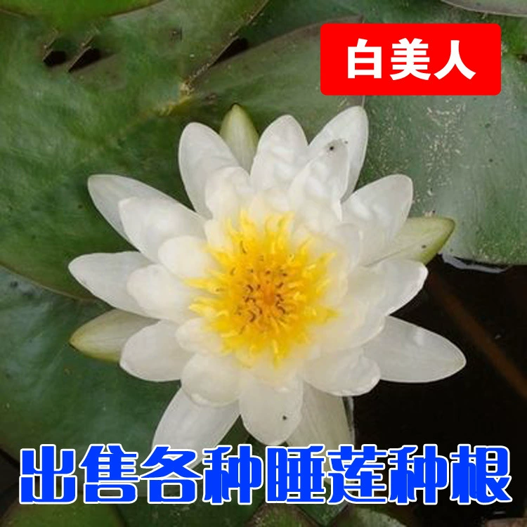 Морозостойкий водный цветок большой корень вида водяной лилии с корнем бутона чаша стебля лотоса гидропонное растение в горшке мини-корень водяной лилии