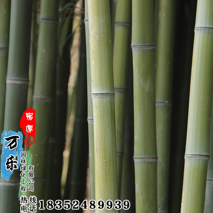 黄金竹 湘飞竹毛竹苗楠竹小苗庭院园林绿化工程苗品种全-阿里巴巴