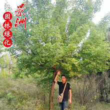 �������uԪ���� �^�pֲ�� ���̾G����ľ��ľ  4-15����Ԫ����