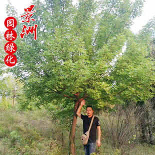 �������uԪ���� �^�pֲ�� ���̾G����ľ��ľ  4-15����Ԫ����