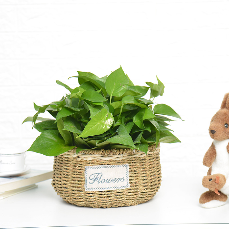Fábrica directa flor ratán flor cesta tejida paja verde rábano planta suculenta mimbre café pastoral mango Decoración