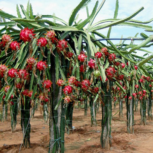 ����������L�ڳ���  �������� �m���ϱ����Nֲ ��������