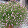 Multicoloured starry sky four seasons flower-shaped