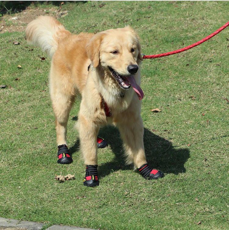 宠物鞋子新_r9_c1