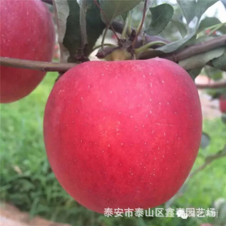 Base Direct selling Dwarf Apple seedlings High yield Stable grafting m9t337 Apple seedlings m26 Apple seedlings