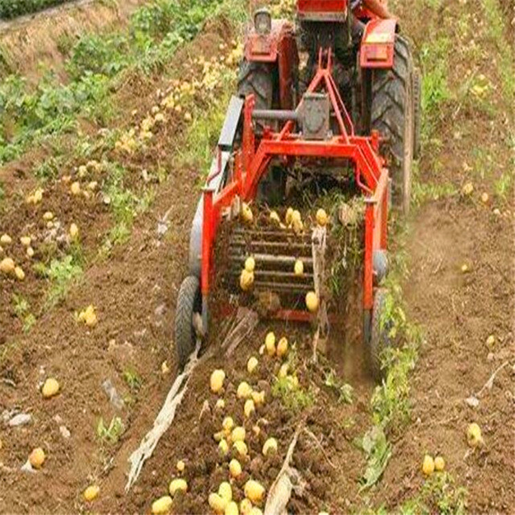 池州 效率刨马铃薯机收获机 刨马铃薯收获机