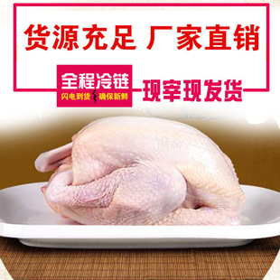 Яншан Фейлай Ущелье Сан Сан теперь убивает сырое свежее мясо курица Цинюань курицы и куриные замороженные куриные сельскохозяйственные продукты