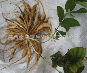 百部提取物 百部浸膏粉 百部粉 Extract of Baibu-阿里巴巴