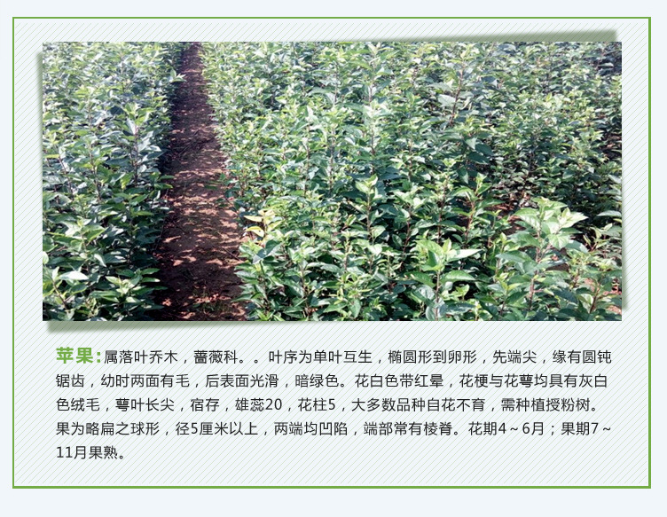 苹果苗_05
