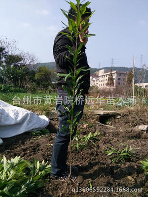 Yuanhua Seedlings Annual Bayberry Seedlings Bayberry saplings Myrica rubra seedlings