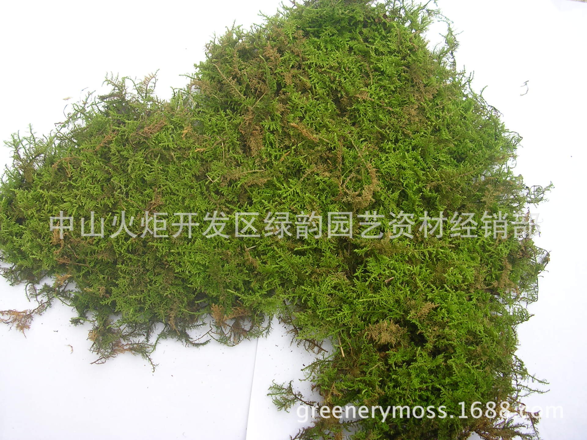 水草爬虫垫材乌龟冬眠爬宠用品青苔greenmoss兰花盆栽盆景装饰