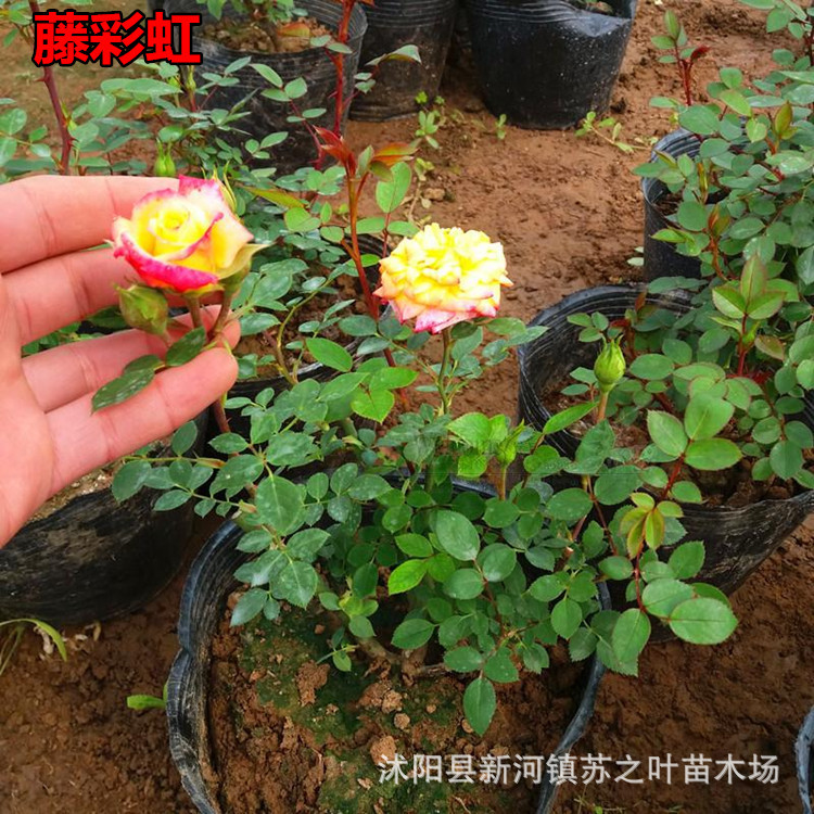 月季花苗藤彩虹批发藤本爬藤植物月季花苗盆栽地栽庭院园林绿化苗|ms