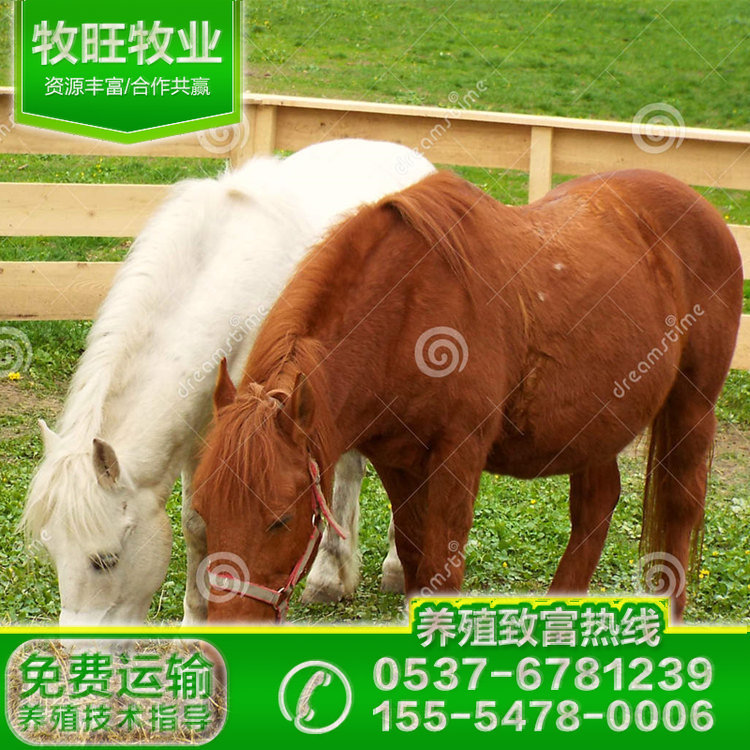 白色骑乘马多少钱 迷你马多少钱 上海小矮马的价格 进口矮马行情