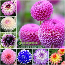 大丽花种球地瓜花种子球根花卉庭院种植大丽花苗带花重瓣盆栽植物