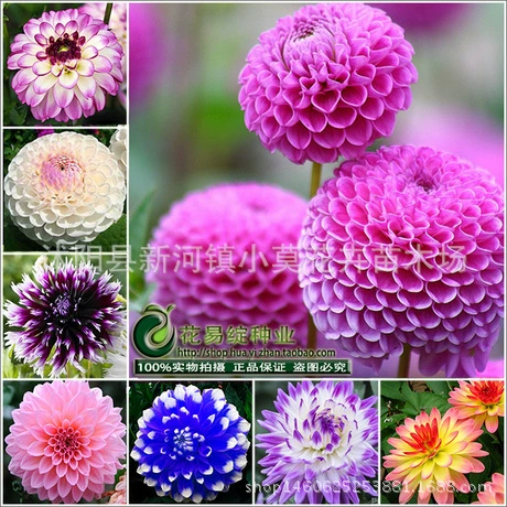 Семена георгины мяч сладкий картофель цветок семена луковичные корневые цветы Садовые посадки георгины рассада с цветком двойной горшок растение