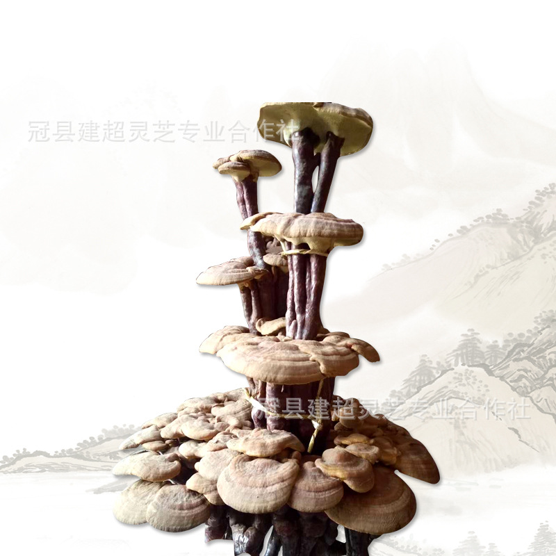 种植产地批发灵芝盆栽 活体嫁接 观赏盆景 现货供应-阿里巴巴