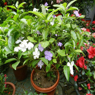 ���l�pɫ���� �ļ����g���_�� �x����ɫ �Gɫֲ��