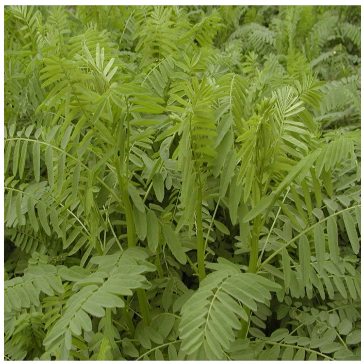 Завод прямой кормовой песок процветающие семена холодных и засухоустойчивых сортов полное большое количество скидка может быть оплачена при доставке