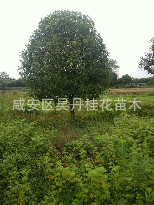 mmexport1504399286081