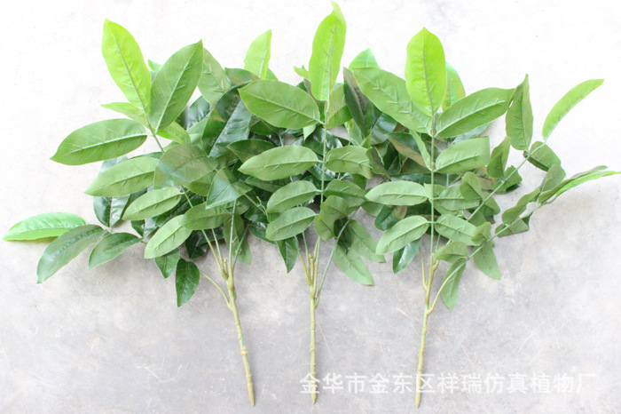 XRB-006核桃五叉枝立体2