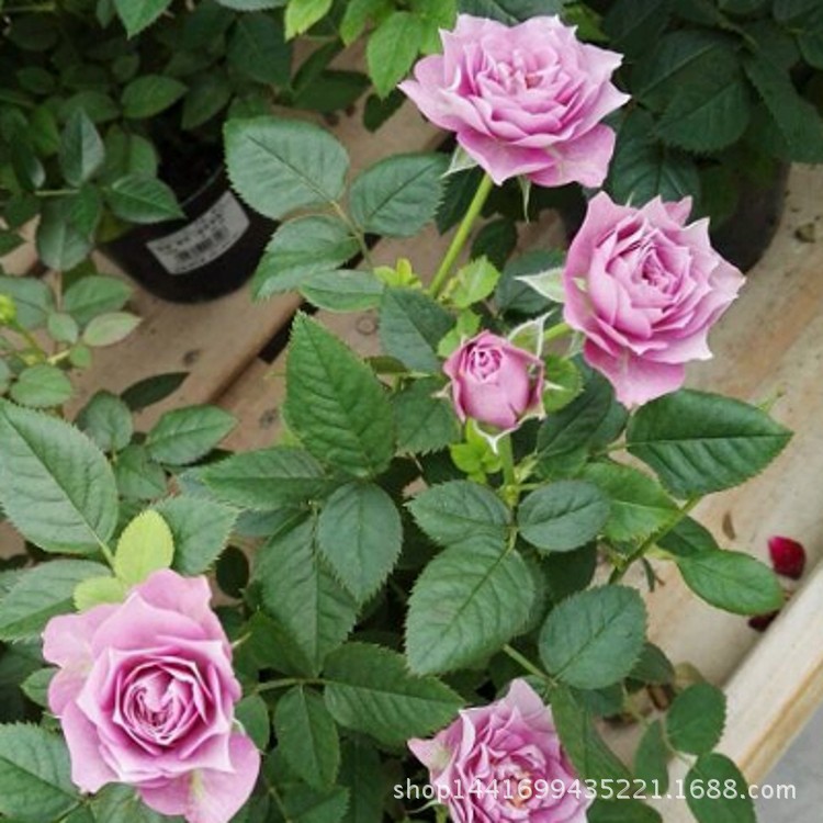 【沈阳花卉基地】_沈阳花卉基地厂家_沈阳花