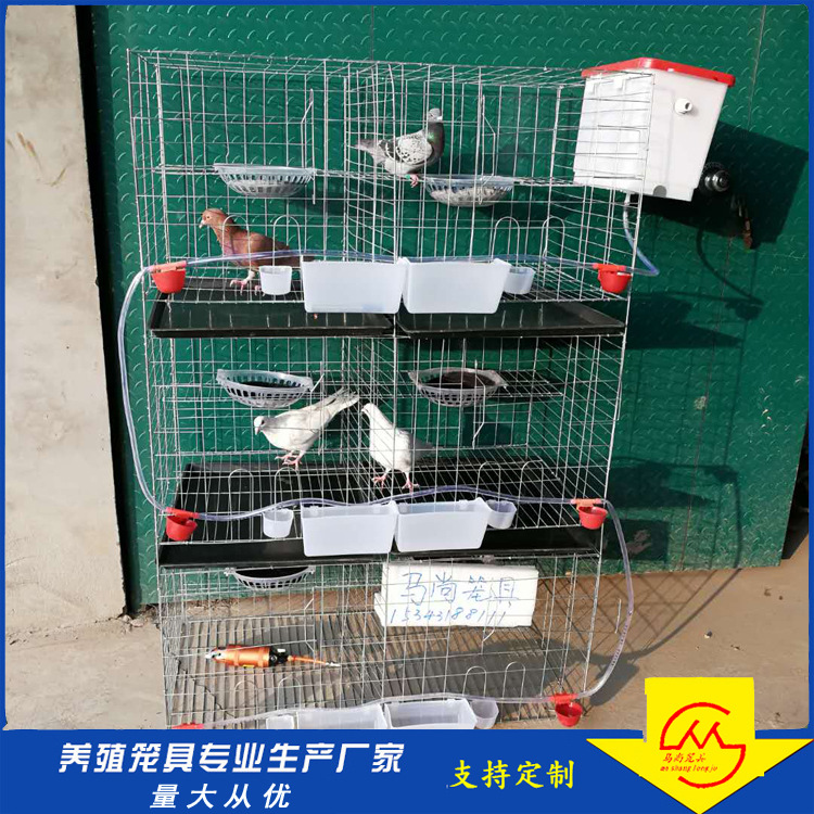 6位鸽笼原版 (9)