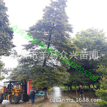 四川金絲楠 紫楠批發 從20厘米小苗到10多米高大樹 自產直銷價優