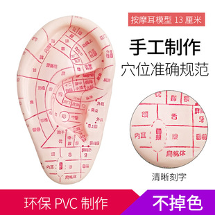 13cm���~��ģ����Ѩλģ�� ���䰴Ħģ�Ͷ�������^ģ�����l