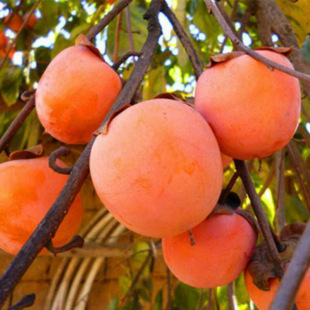 ���ۮ���Y�������繩������ ���������� ĥ�P�������� ��������