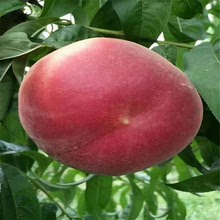 南方地区适合的桃子品种 五月份早熟桃树 春晓 春雪桃树价格