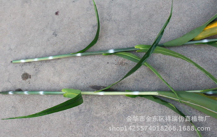 XRB-173 174玉米单枝9叶1果150厘米(春 (2)