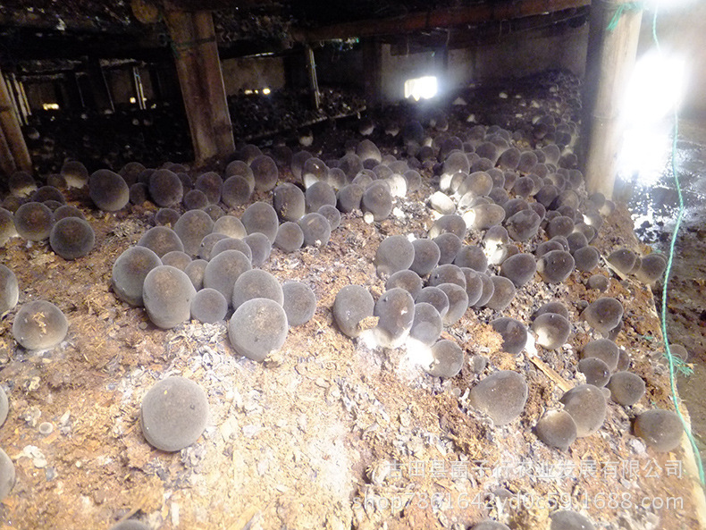 2963800525_1766974570