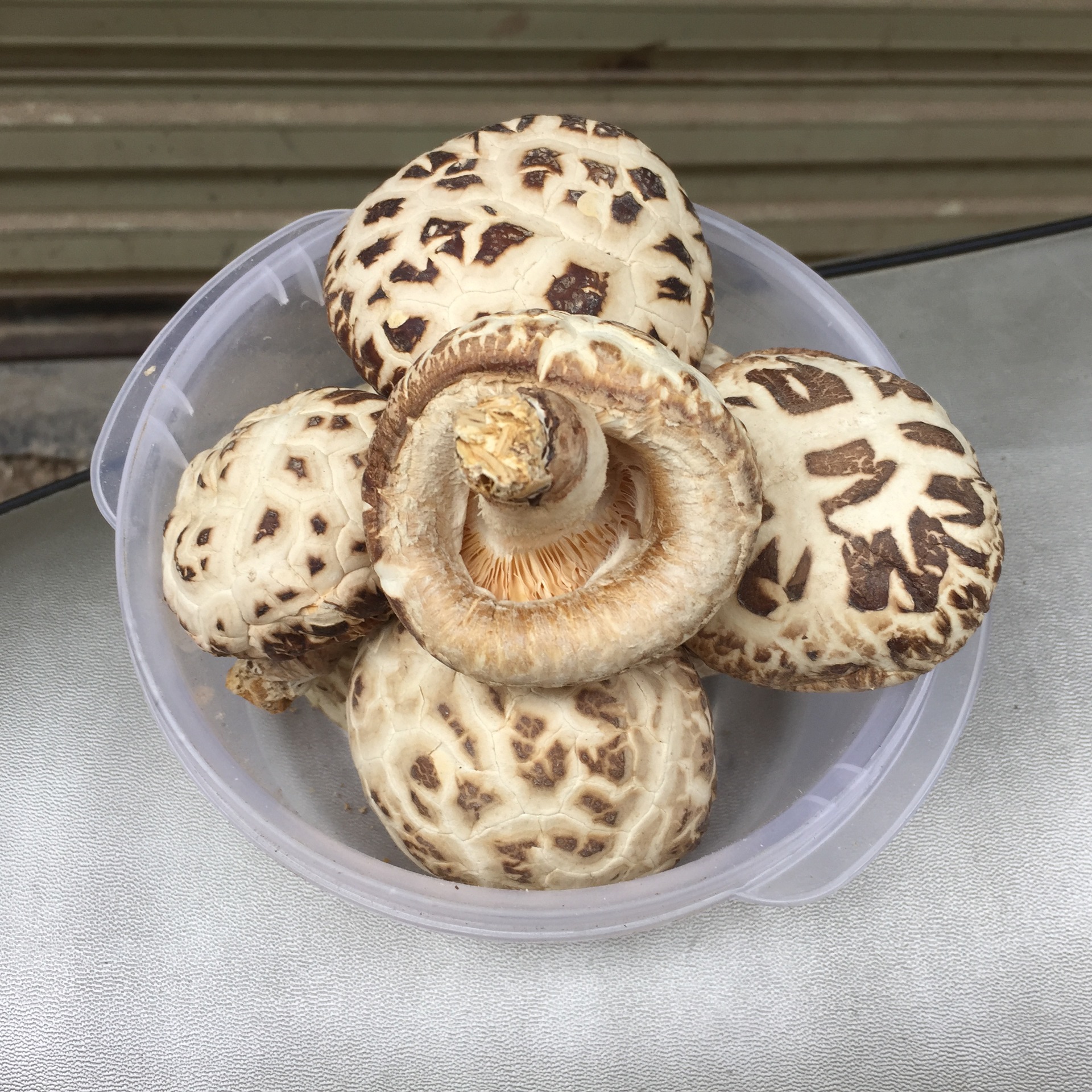 Mushroom Shitake | 冬菇 | KG | Foon Foon | Fresh Fruit & Veggie Store