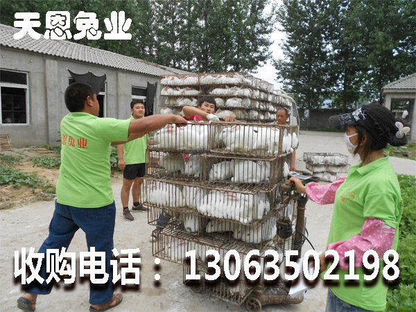 2018年獺兔最新價格_2018年獺兔最新價格_2018年獺