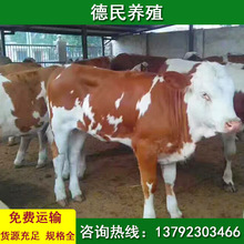 长期批发出售西门塔尔牛肉牛犊 种牛母牛改良育肥西门塔牛犊批发