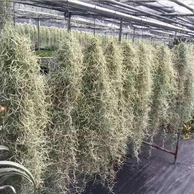 【基地直供】长绿粗萝老人须 天然植物 空气 凤梨|ru