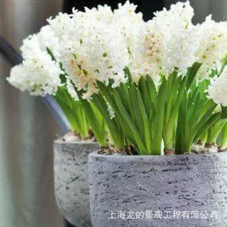 ���Ҷ��Ƽӹ��������⻨ʽ�����̳����о���԰�ֹ㳡���ֻ���װ��