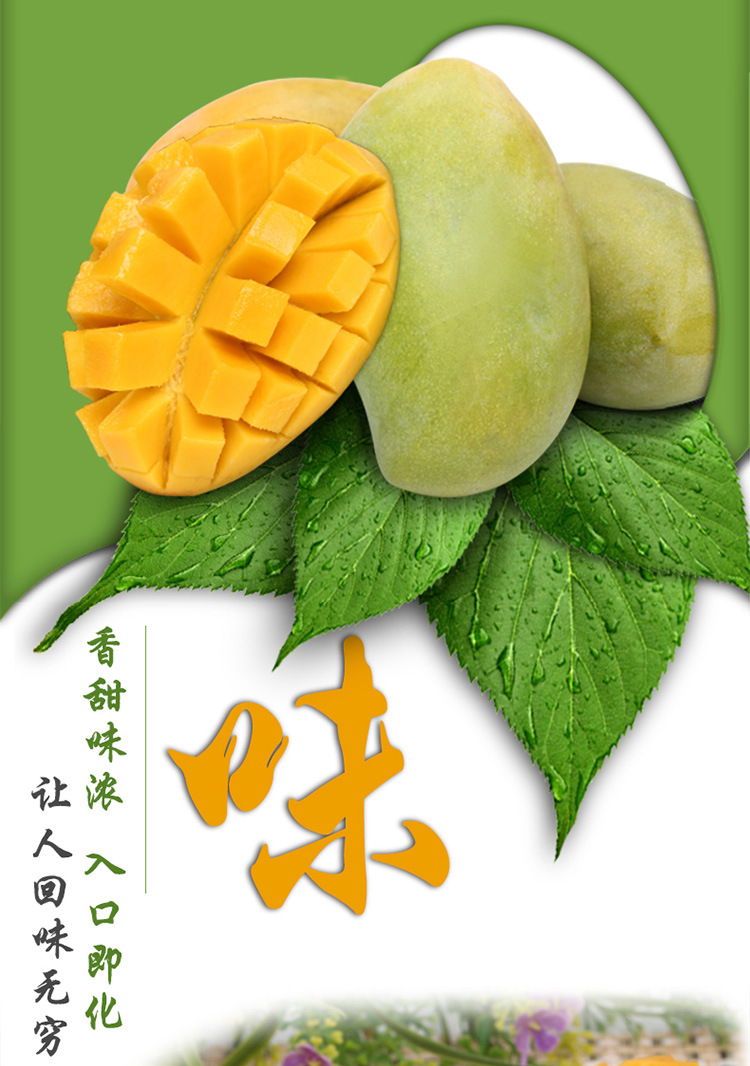 海南芒果_5新鲜玉芒果 青芒果 全国 招微商一件