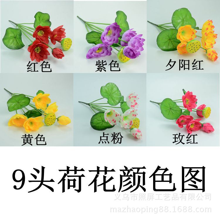 9头荷花颜色