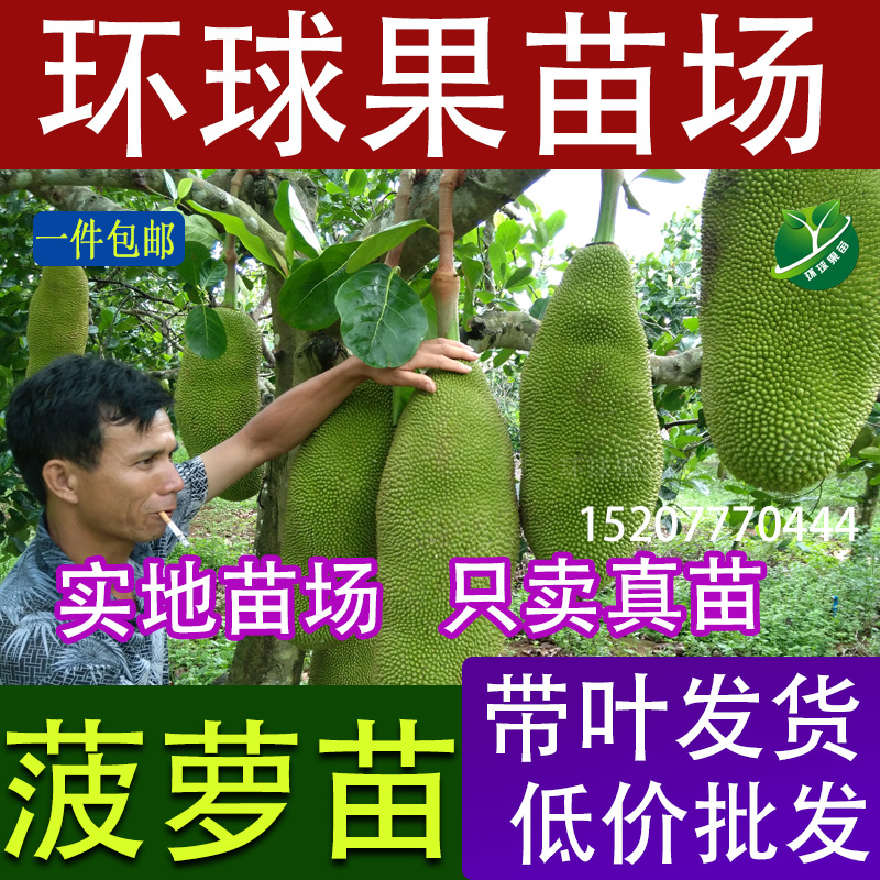 菠萝蜜苗