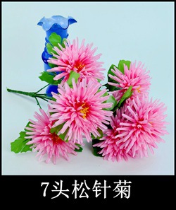 7头松针如雪菊花