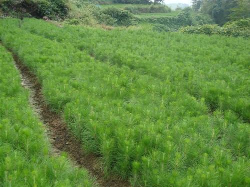 mmexport1513606555413