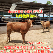 200-300斤黃牛犢價格 育肥肉牛犢效益 優質魯西黃牛種牛養殖場