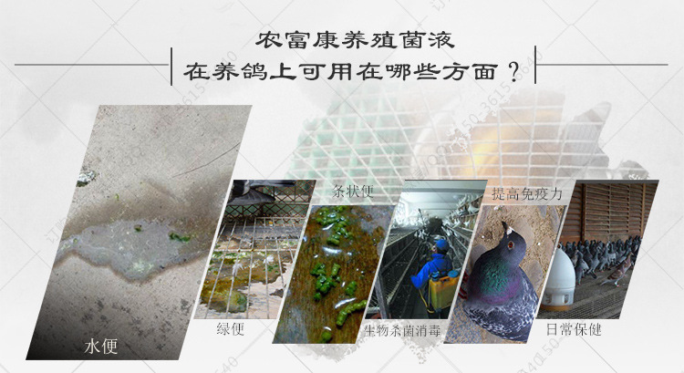 鴿水便綠便益生菌活菌