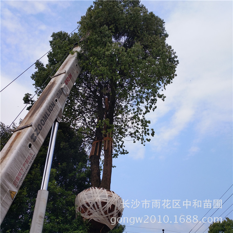 苗木树高如何测量,苗木株高怎么测,小朋友怎么测量树高(第2页)_大山谷图库