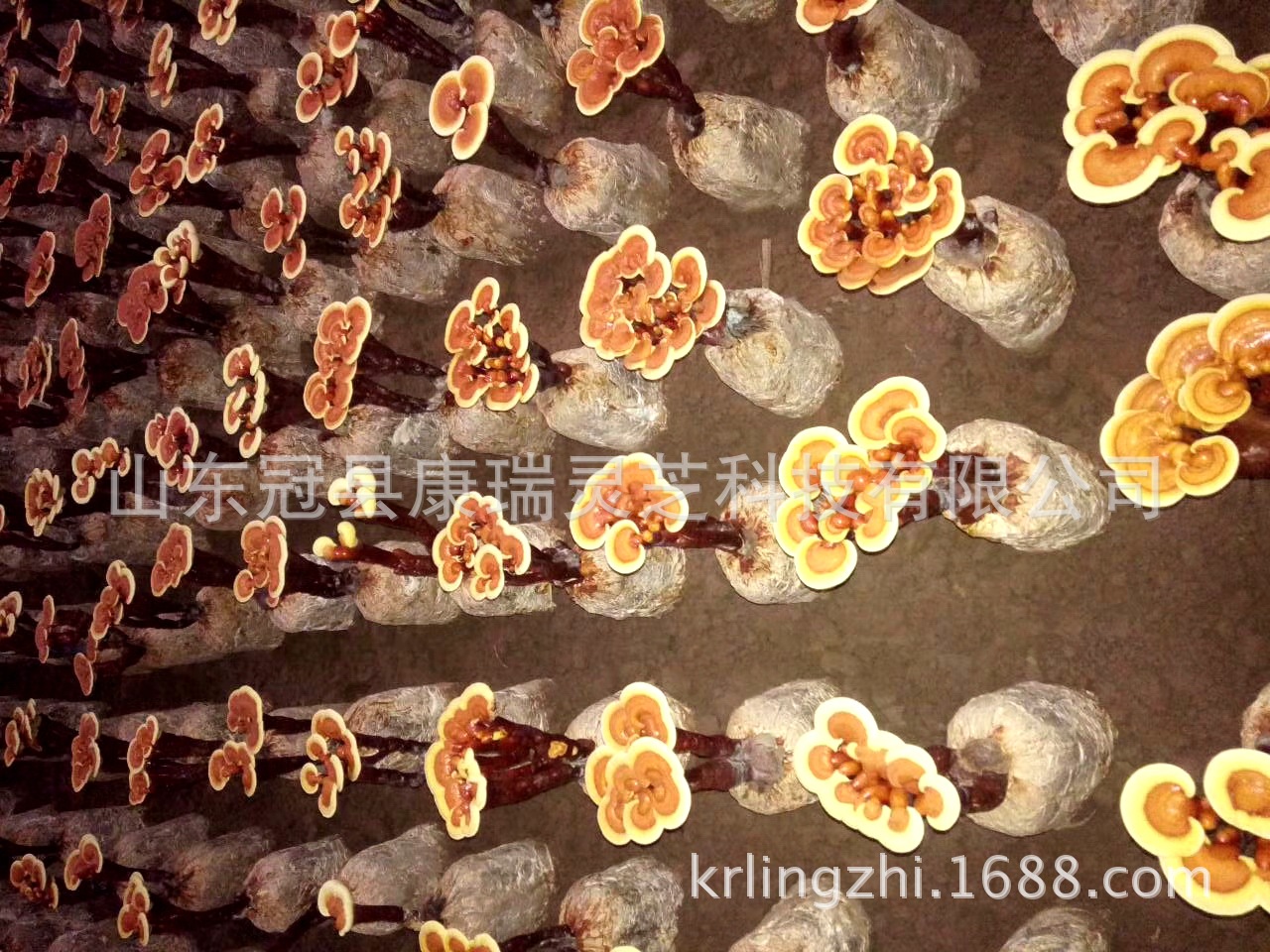 活体灵芝盆栽菌种菌包 灵芝菌棒 赤灵芝菌袋 山东冠县灵芝基地-阿里巴巴