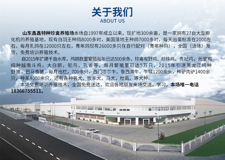 鱼鹰_02