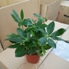 Wholesale duck feet (90) Goose palm firewood engineering green seedlings indoor plant potted plants