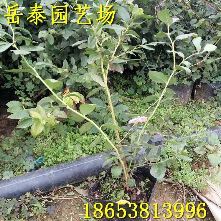 mmexport1475076574914